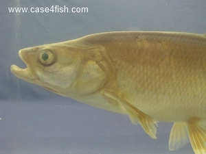 Foto Galerie/Cypriniformes/Cyprinidae/Leuciscus aspius/Leuciscus aspius_04_S.jpg
